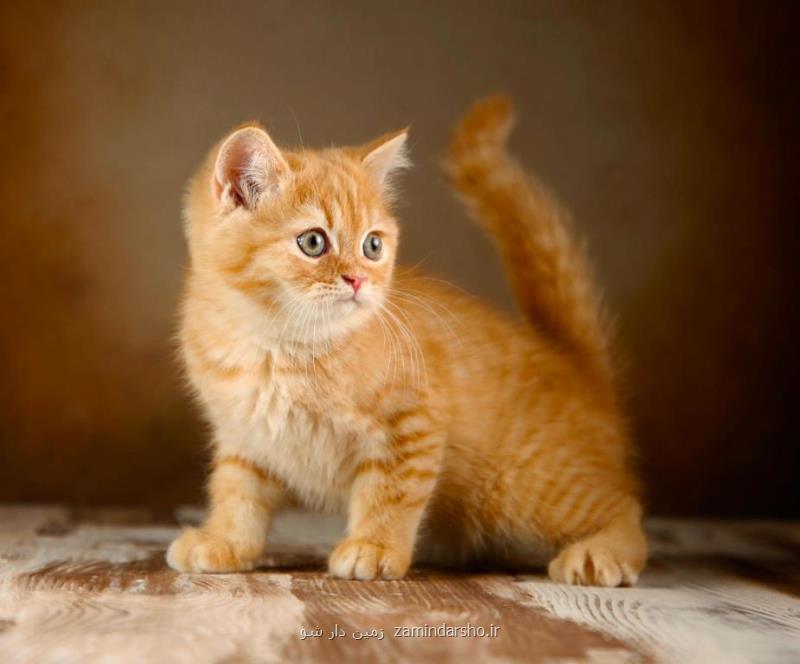 آموزش نگهداری از توله سگ هاسكی