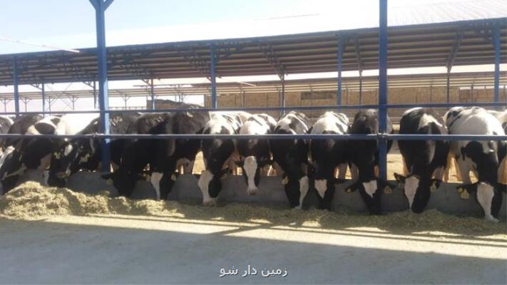 راه اندازی بزرگترین دامداری غرب کشور در همدان