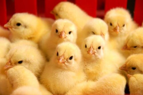 جوجه ریزی بیش از ۸۱۶ هزار قطعه در مرغداری های تایباد