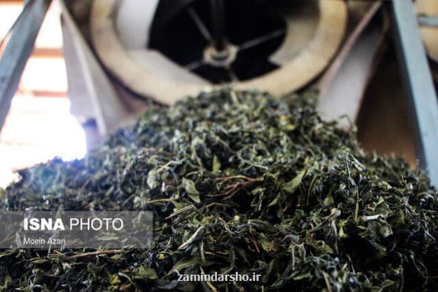 تولید ۳۳ هزار تنی چای خشک ارگانیک و سالم امسال
