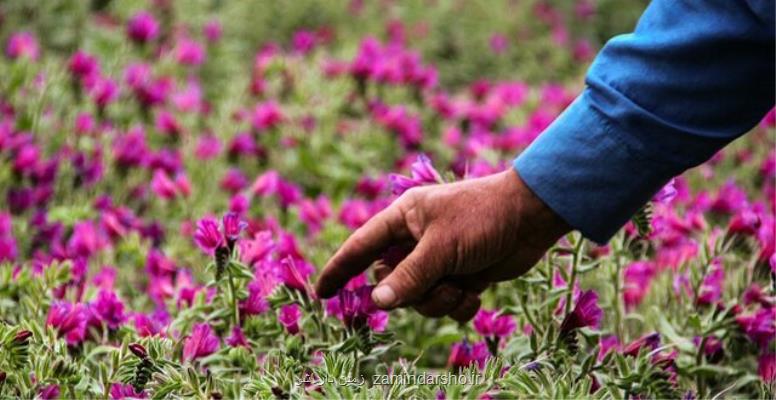 جشنواره گیاهان دارویی، آغازگر تحولی در حوزه کشاورزی خنداب